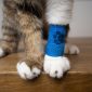 Fluffy Cat paws with blue medical bandage after the vet visit, copy space